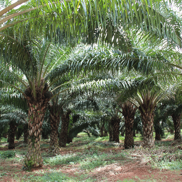 Oil Palm Plantation